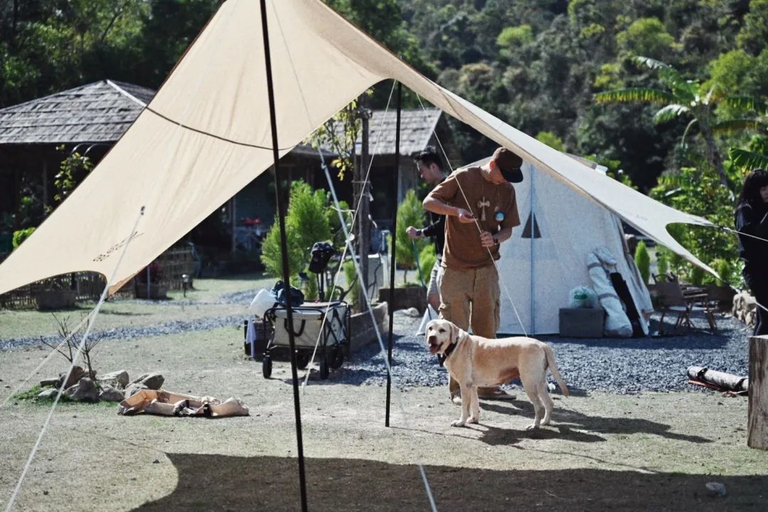 海岛森林露营,森林公园露营地攻略
