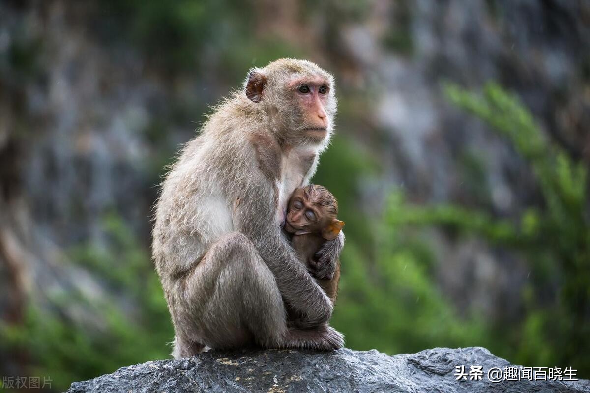 属猴的梦见老虎好不好周公解梦,属猴的梦见真猴子是什么意思呢