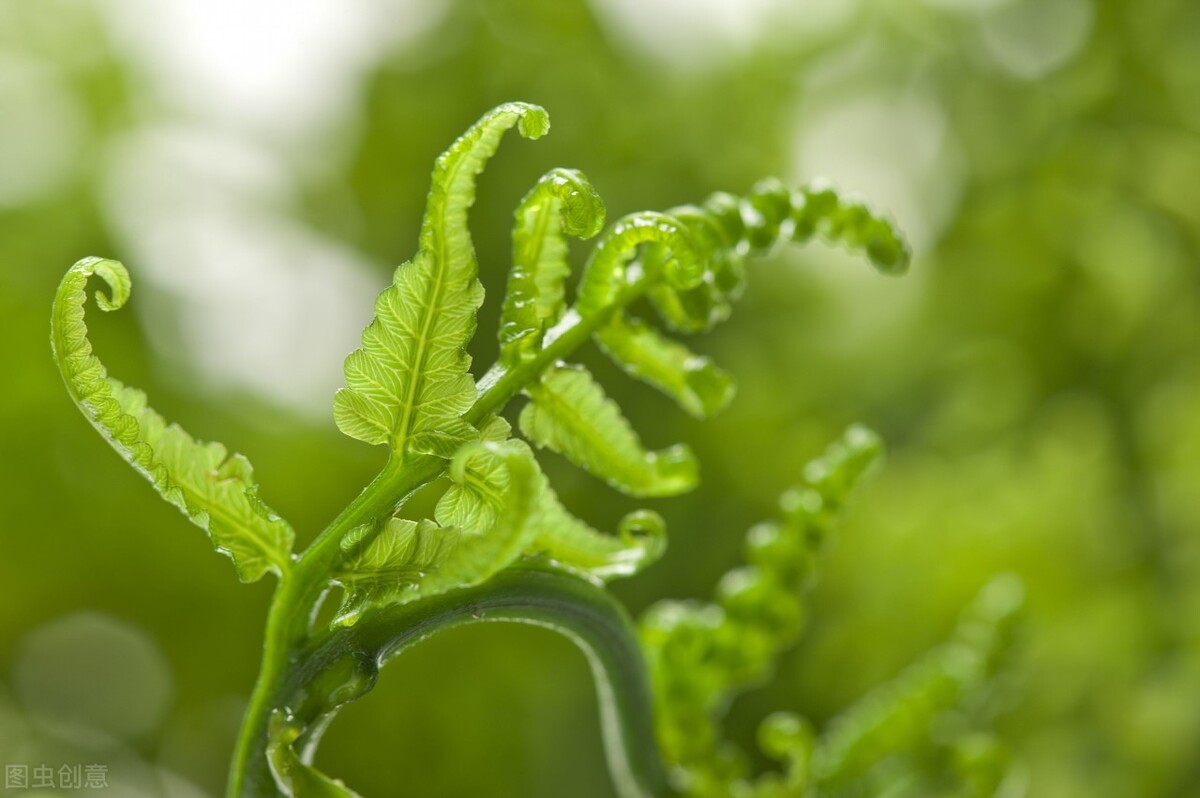食火积热吃什么,心火吃什么可以消火