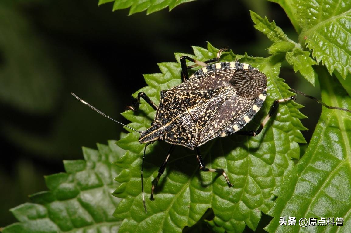 盘点农村小时候常玩的十个昆虫,盘点童年玩过的十种昆虫