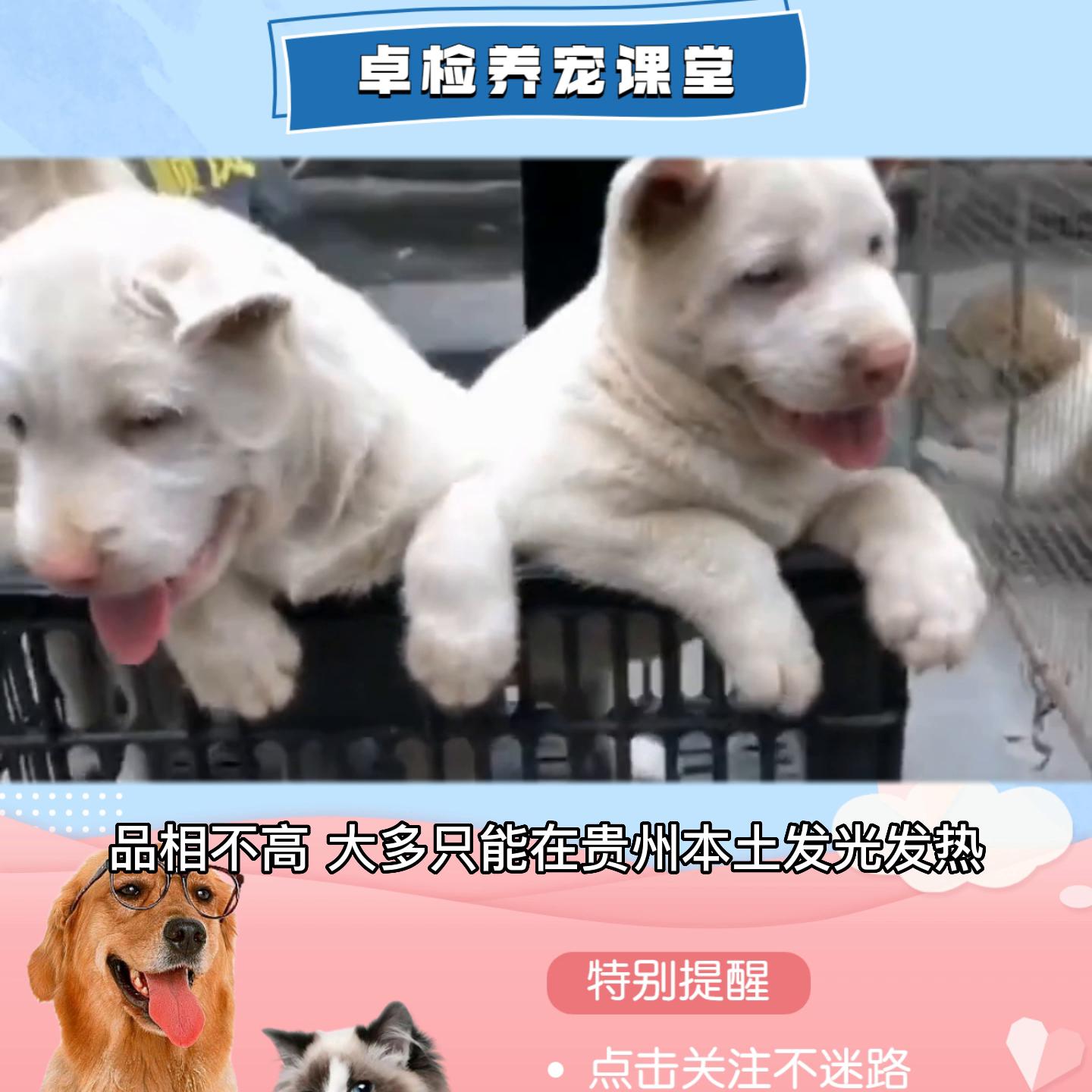 中国的土狗都有什么品种的狗,最机警的十大犬种土狗只能排第三