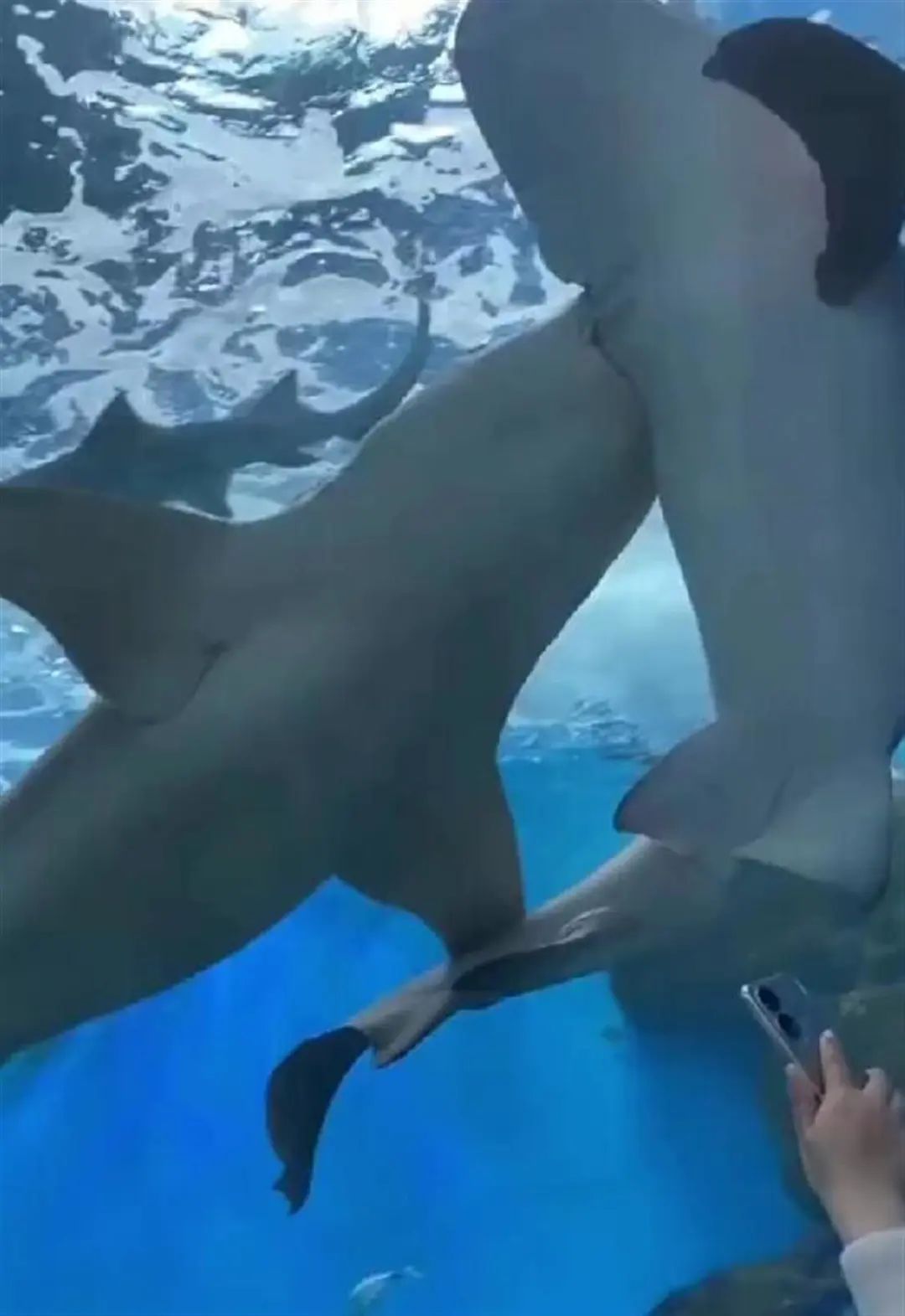 近期宁波海关走私案,吴某某被逮捕现场视频