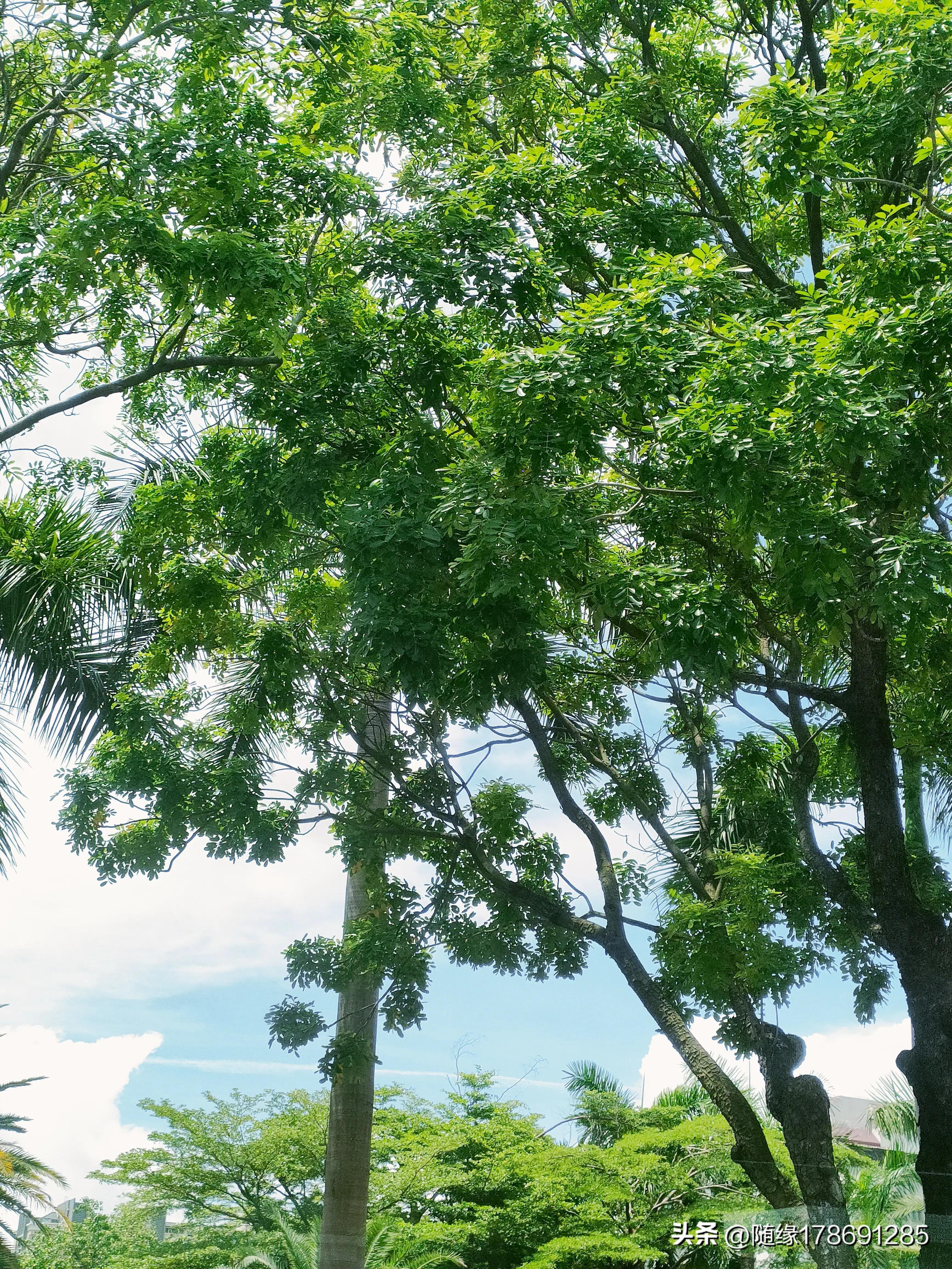 云游潮汕,汕头金砂中路公园