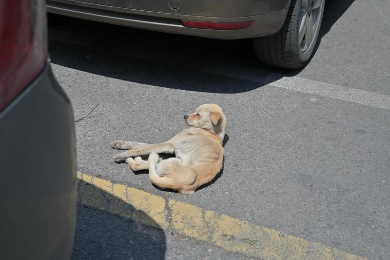 诺总日记最新视频,诺总日记最新消息