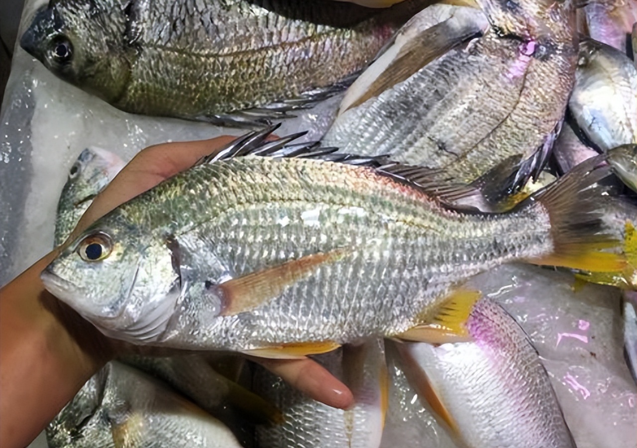 海鱼肉多刺少,推荐几种刺少肉多的海鱼