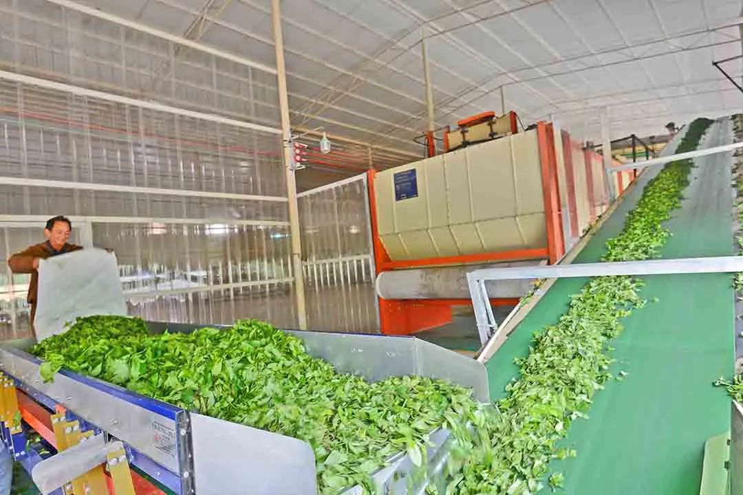 昌宁红茶和凤庆红茶,凤宁号红茶和昌宁红茶