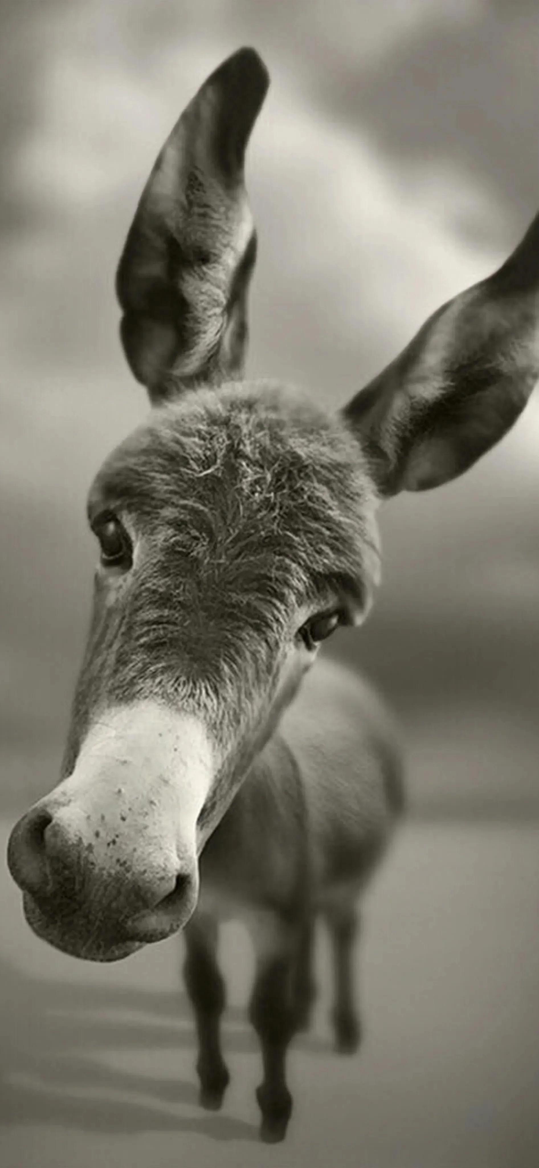 手机壁纸原图超清大图,手机壁纸高清原图大全