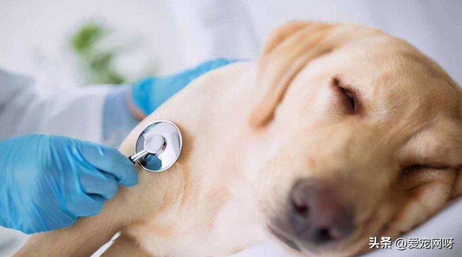 狗狗拉肚子怎么办是凉了吗,狗狗拉肚子精神差