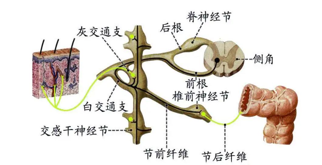 打架的时候身体会颤抖是什么原因,争吵打架身体为什么会发抖