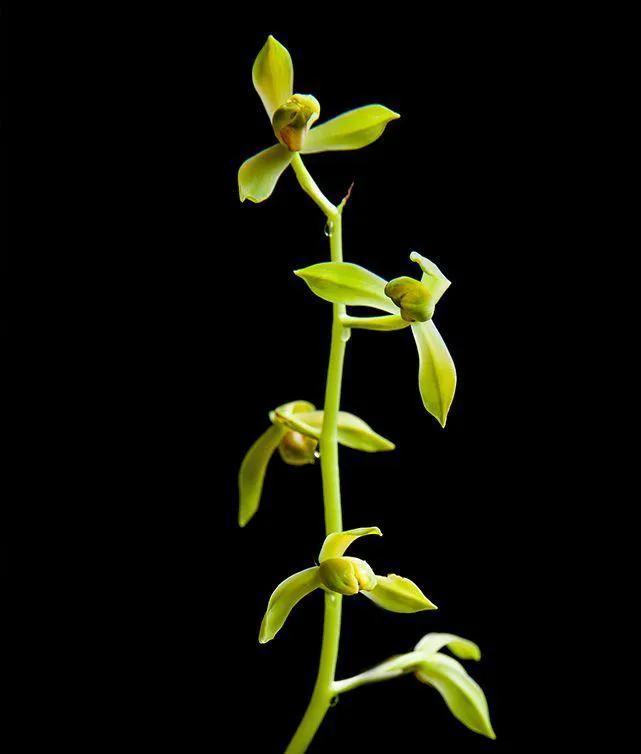 蕙兰老八种图片,蕙兰新八种图片高清