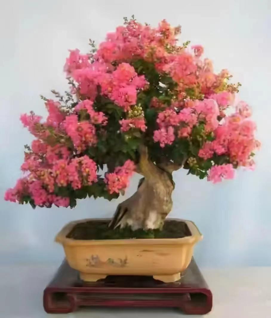 庭院四季常青不怕晒又耐寒的花树,适合在庭院里种植的花树有哪些