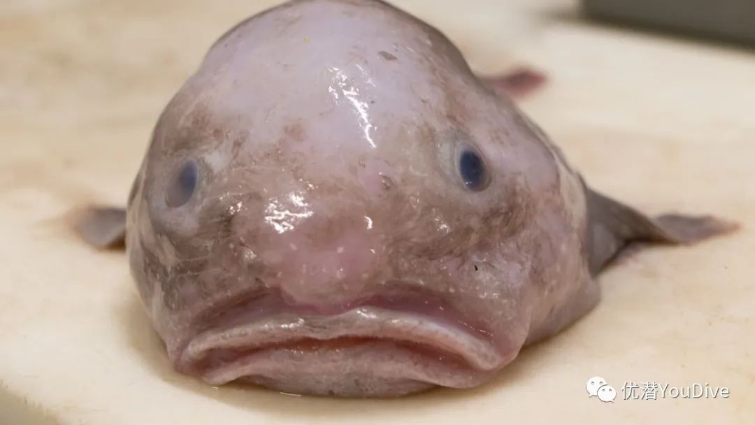 异形怪物万圣节,万圣节之诡异怪谈