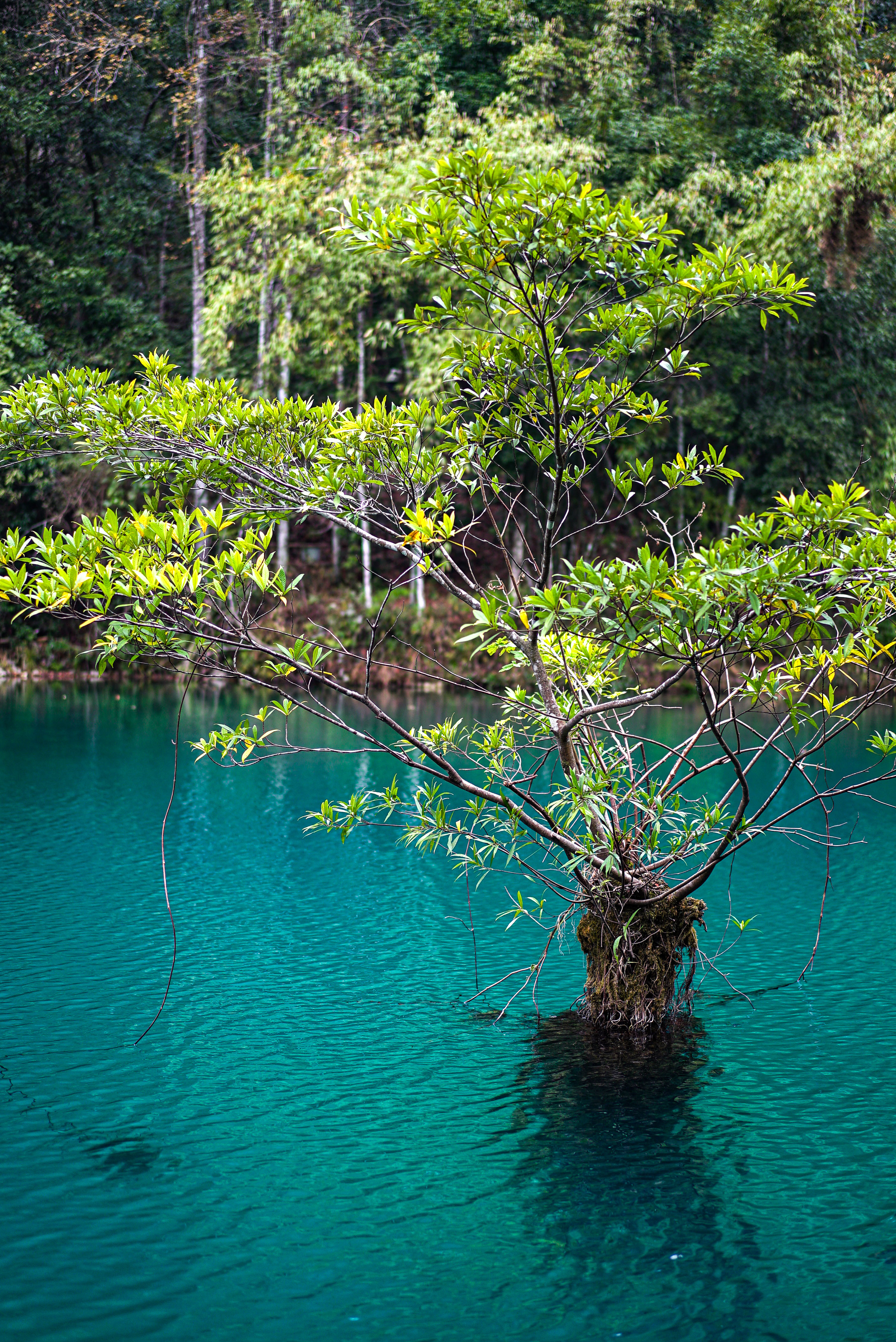 荔波小七孔风景区被称为什么,荔波小七孔小九寨瀑布