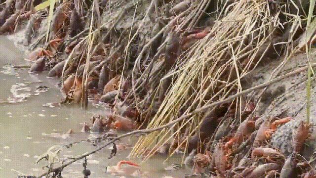 龙虾青龙和花龙区别,龙虾也是生物为什么我们要吃它