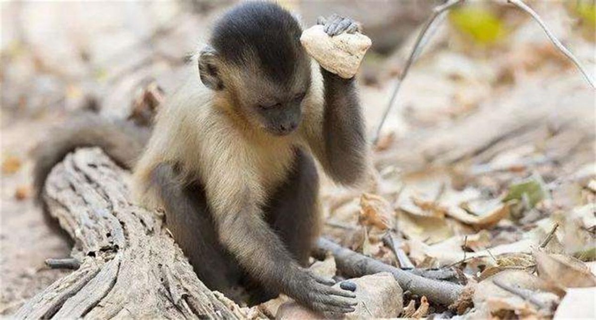 世界上最聪明的动物是什么动物,世界上最聪明的十种动物排名