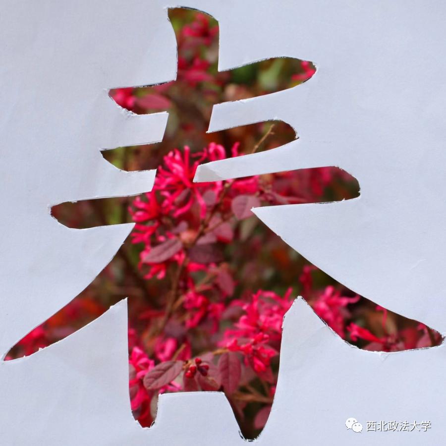 西法大到底是什么,西法大是什么意思网络用语