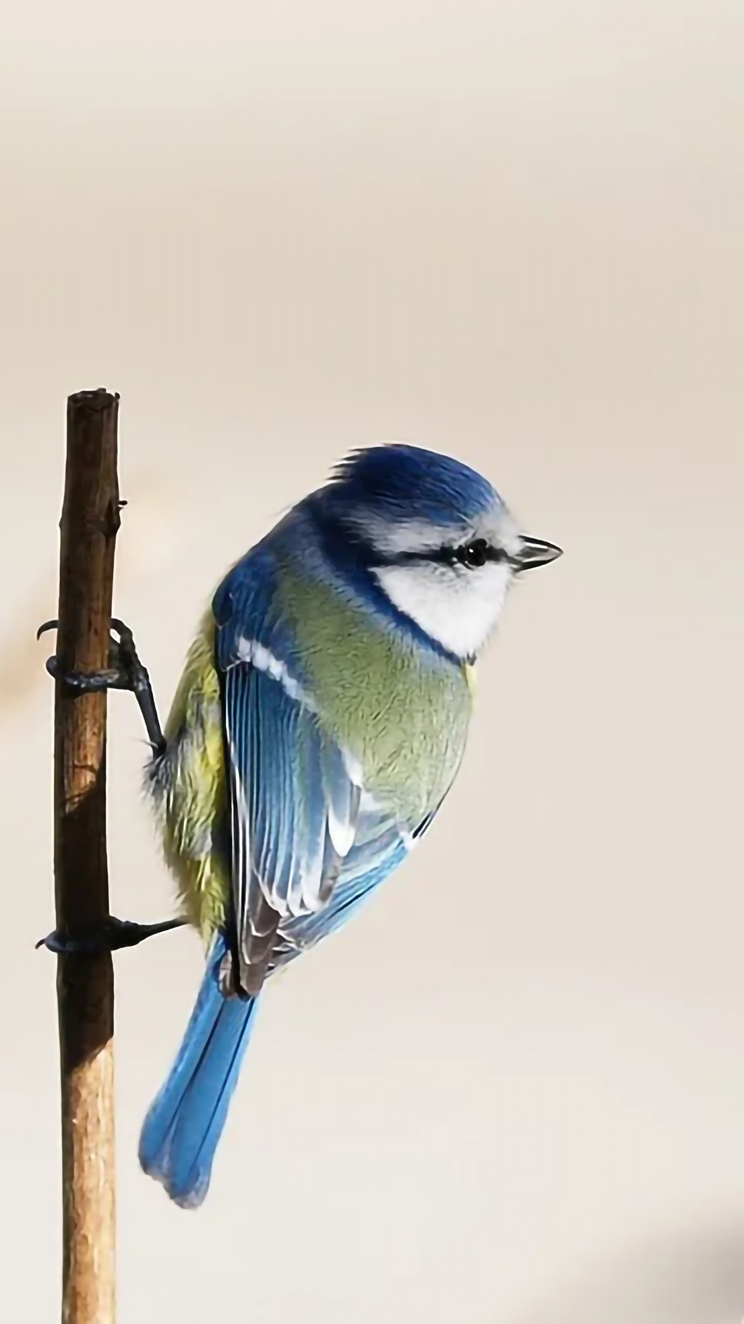 好看的手机桌面壁纸和锁屏壁纸,总有一张壁纸适合你手机屏保精选