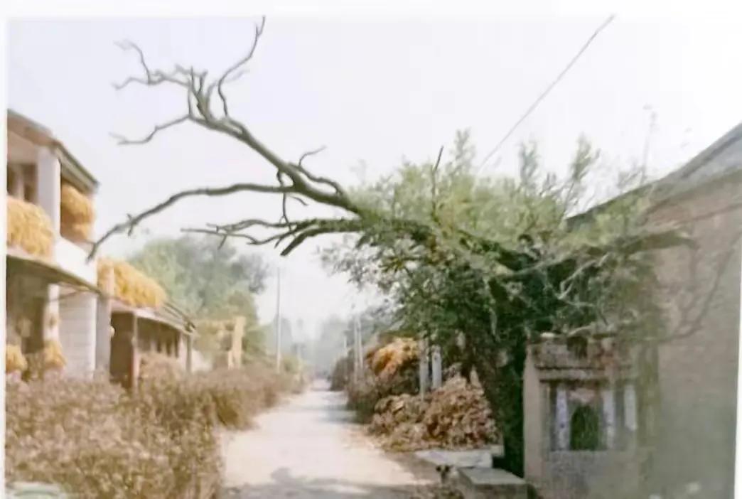 成武县古树,临武县古树