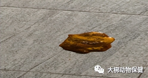 急性胰腺炎疑难病例讨论,狗狗为什么会得急性胰腺炎