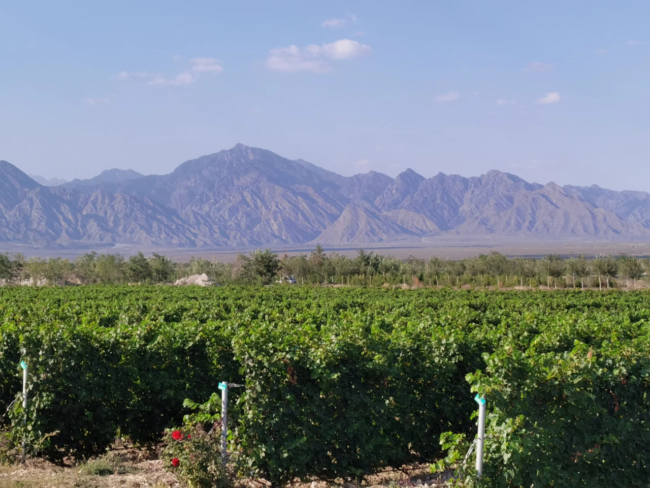 2023宁夏葡萄酒综合产值,近十年宁夏葡萄酒销售情况