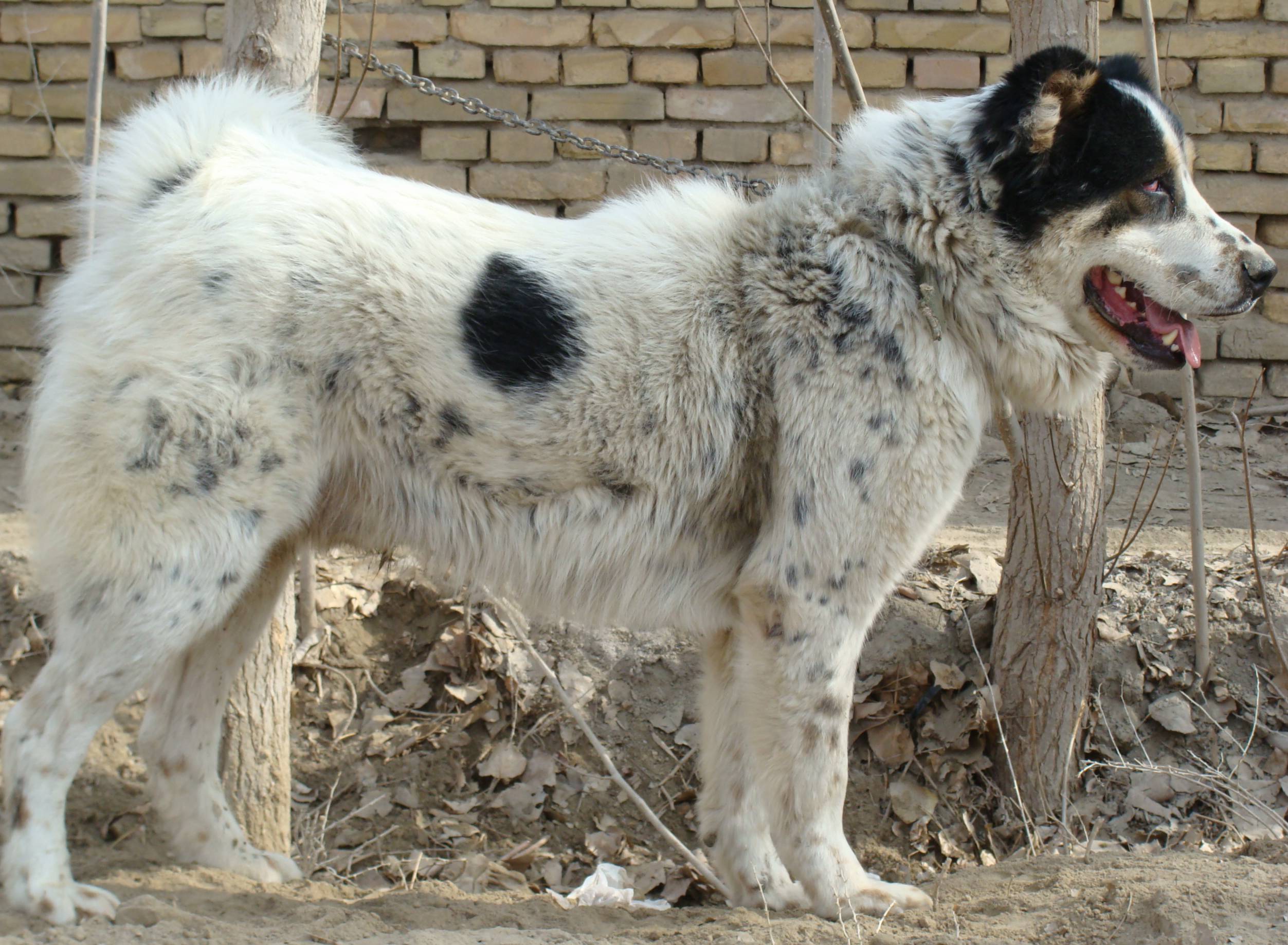 30种常见犬图片,40种常见名犬图片