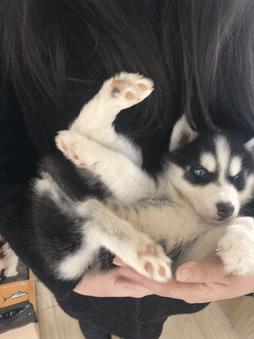 新手养狗的十个禁区,新手养狗十大建议