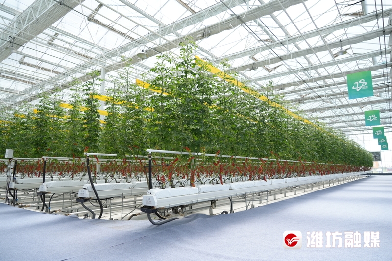 【潍观|菜博会24载“长红”，密码为你解锁】