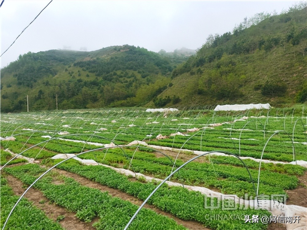 【小村大事｜乡村振兴天津故事纪实·援甘篇】跨越山海同首歌——化岭村奏响现代农业发展“协奏曲”