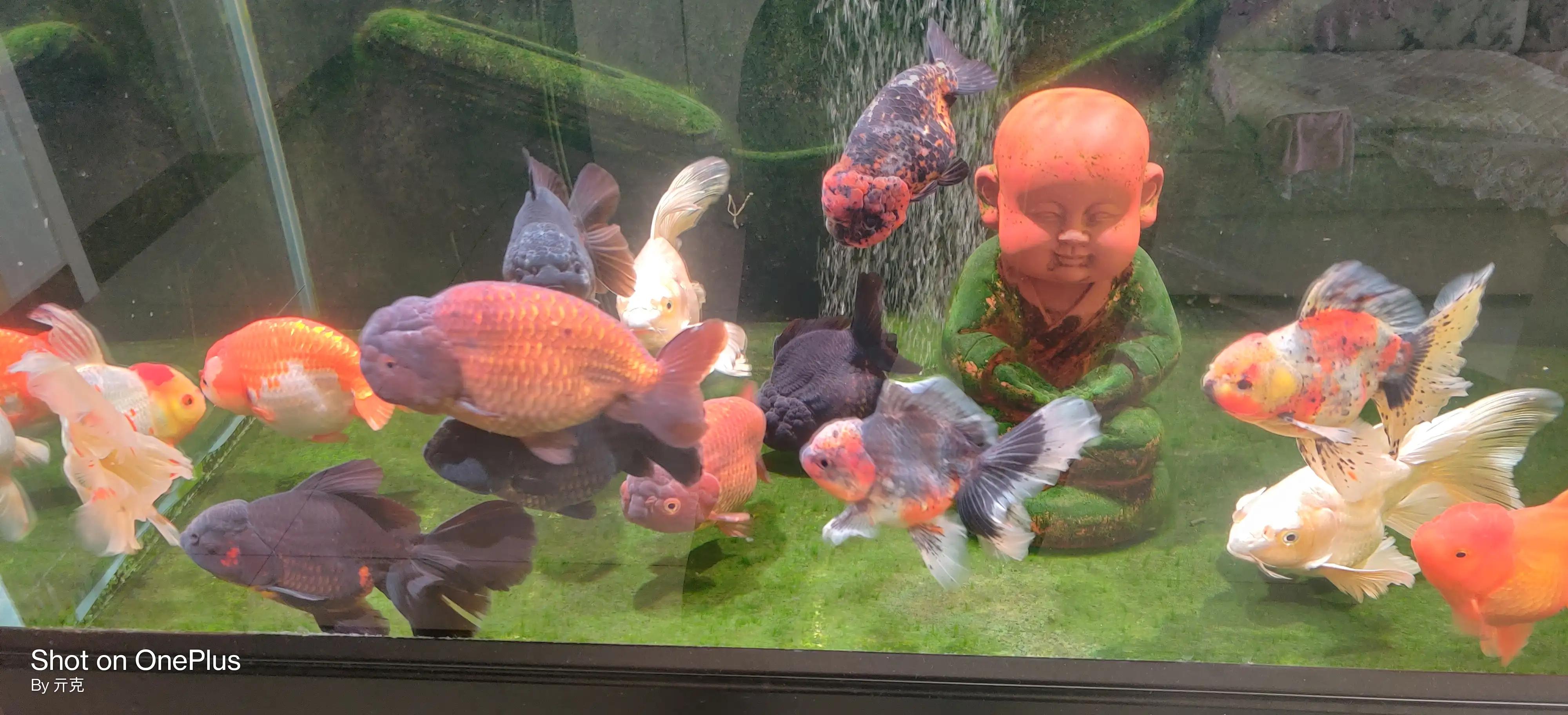 家里养金鱼经常死是什么原因,家里养金鱼是养单数还是双数