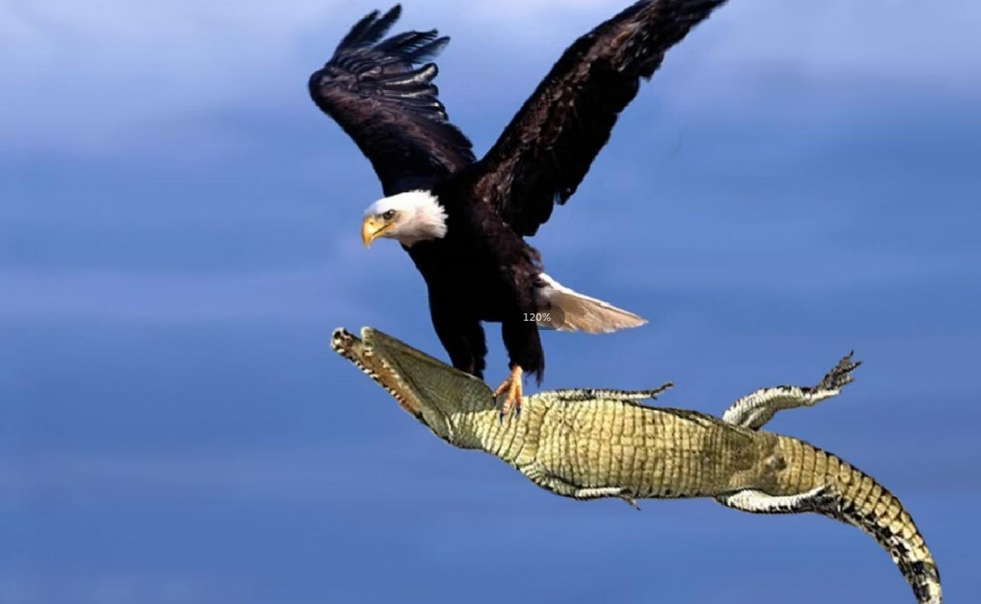 老鹰一般会袭击人么,老鹰会主动攻击人类吗