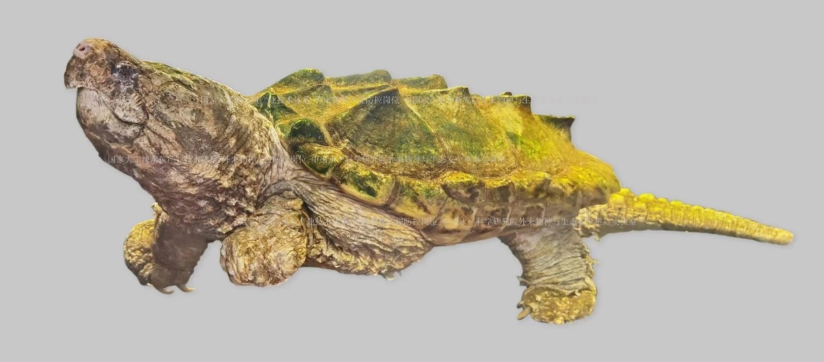 外来入侵水生动物福寿螺,外来水生生物入侵措施