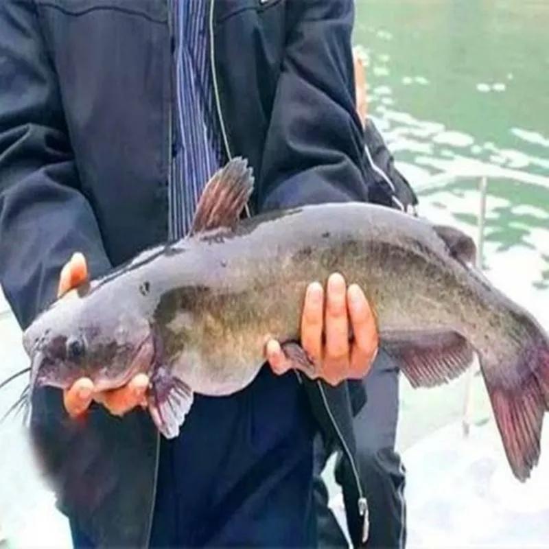 鱼类菜肴大全,鱼类食材大全