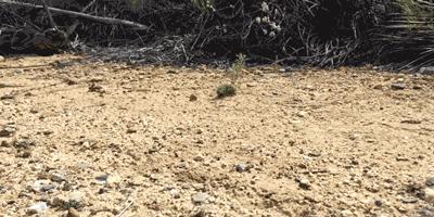 鸡蛋从100米高空落下怎样,鸡蛋怎样从高空中掉下来不碎