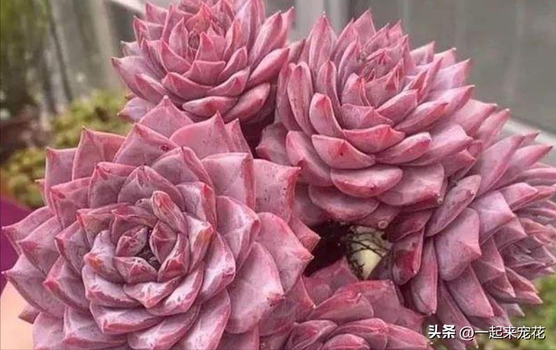 多肉粉蓝鸟怎么玩,粉蓝鸟多肉养护方法和技巧图解