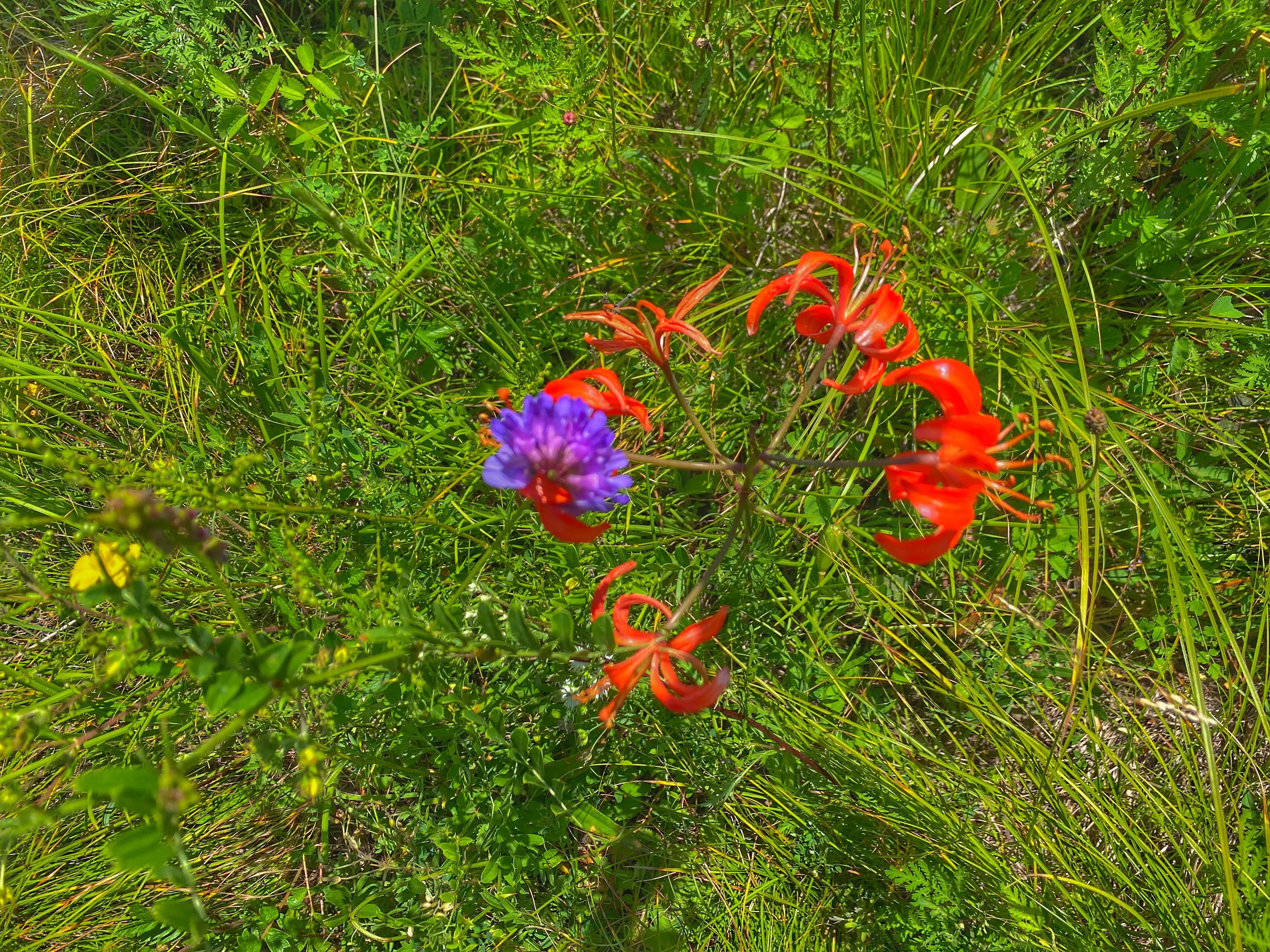 川西高山草甸云海露营,川西高原露营看云海星空