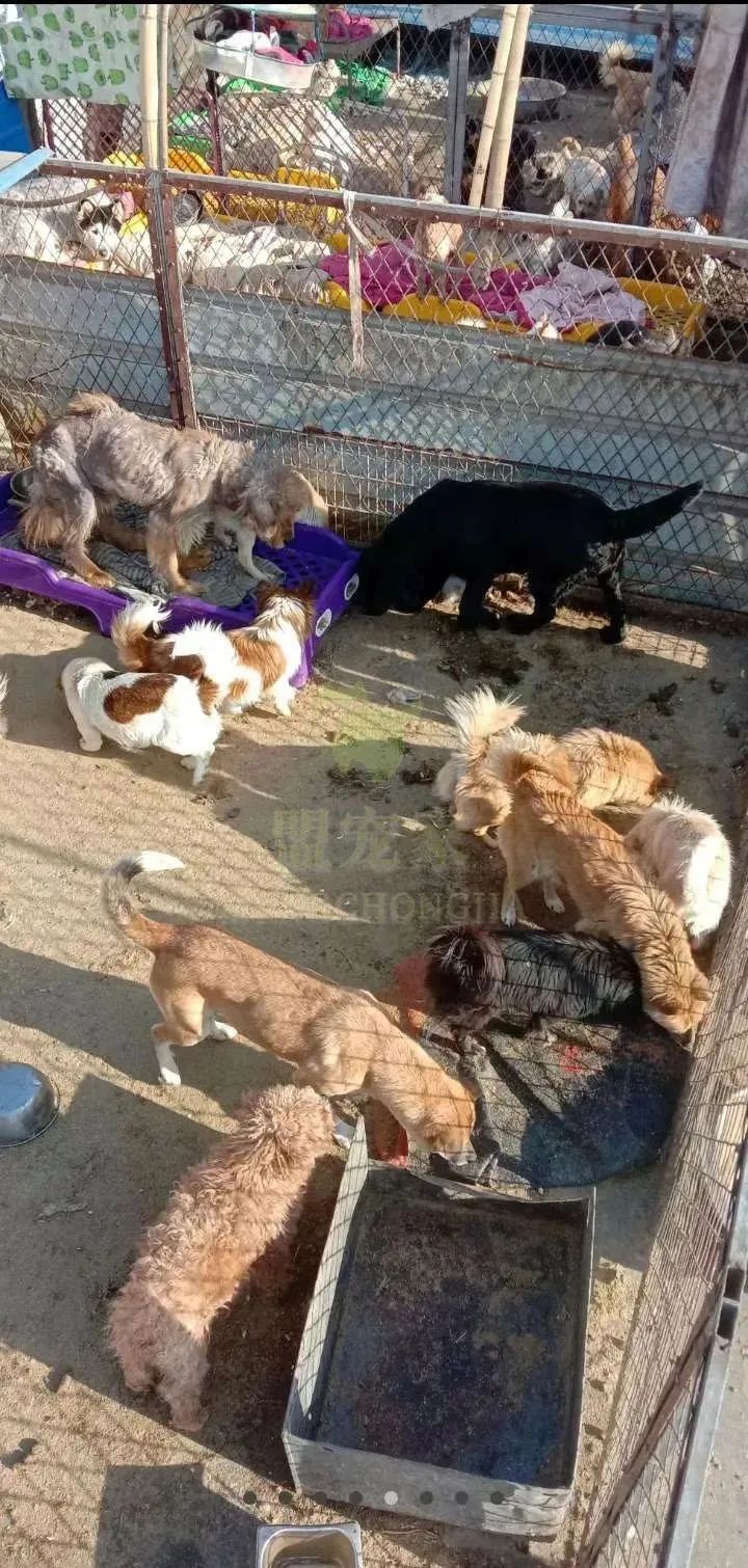 德牧骨癌,流浪德牧被打裂鼻骨跑进医院求助