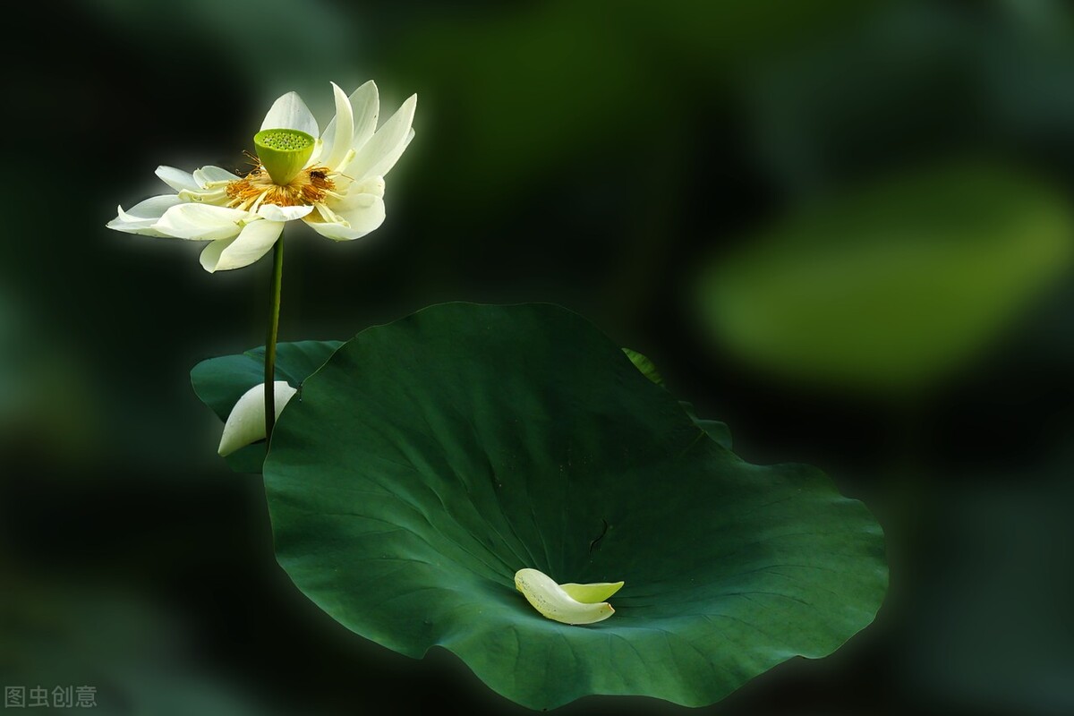 有关于万水千山总是情的古诗,万水千山总是情完整诗句