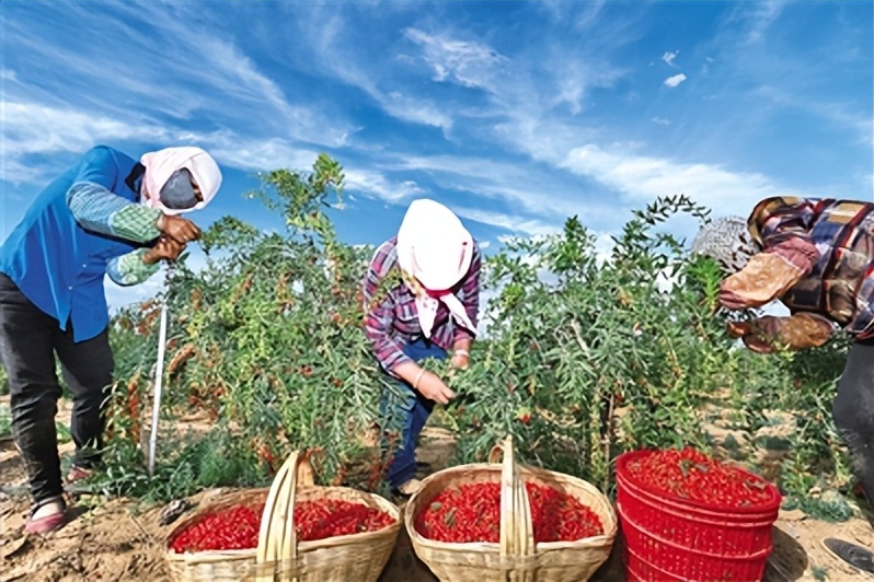 中宁一“杞”向未来