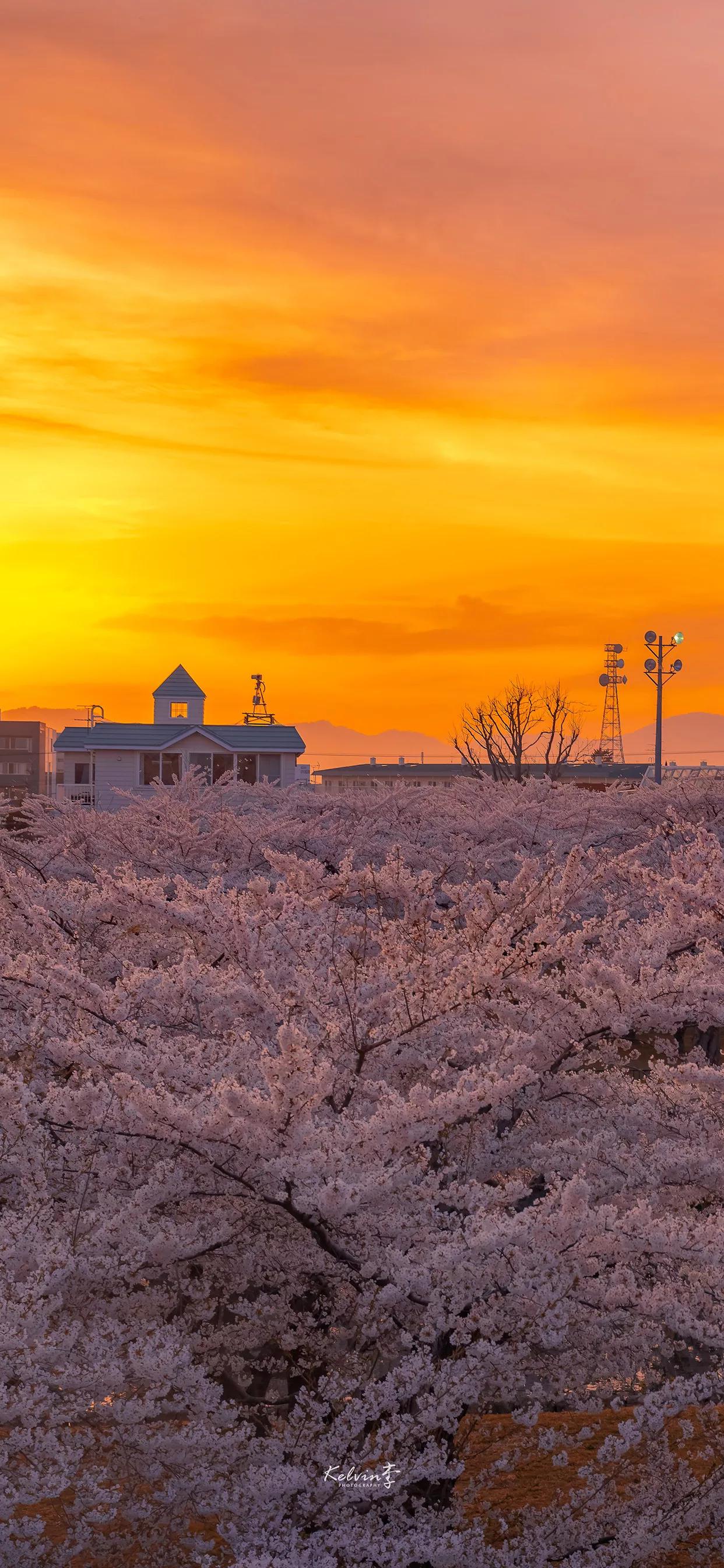 春天清新壁纸图片大全,手机壁纸春天风景超清