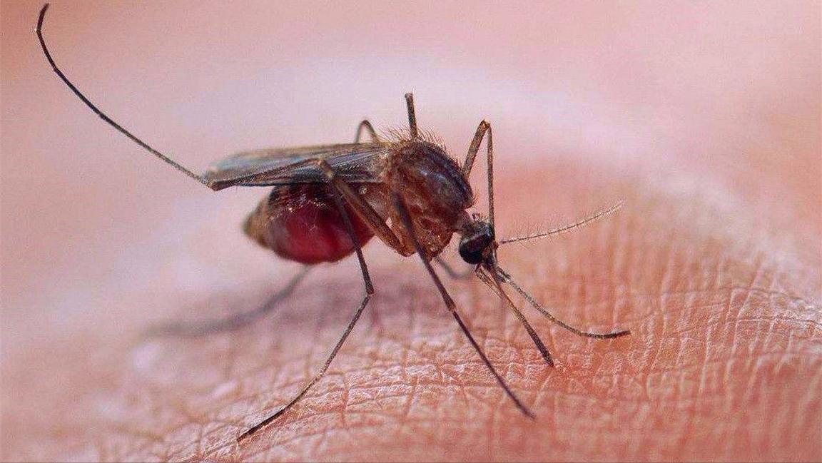 血热更容易招蚊子,吃了哪种水果更容易招蚊子