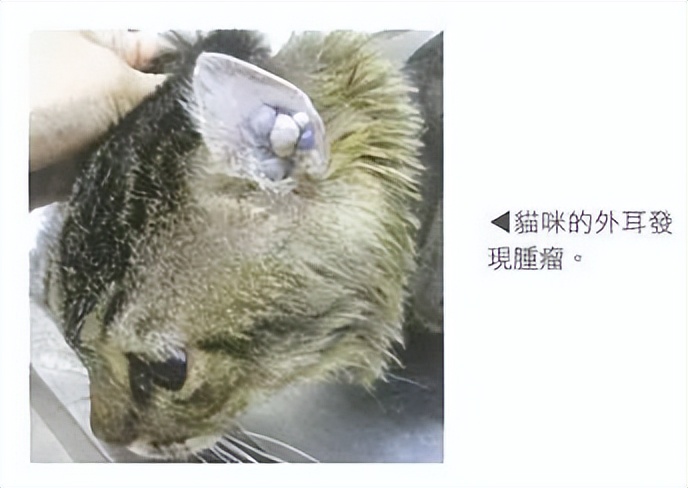 猫中耳炎会引起头颤抖吗,猫咪歪头中耳炎在家里治疗