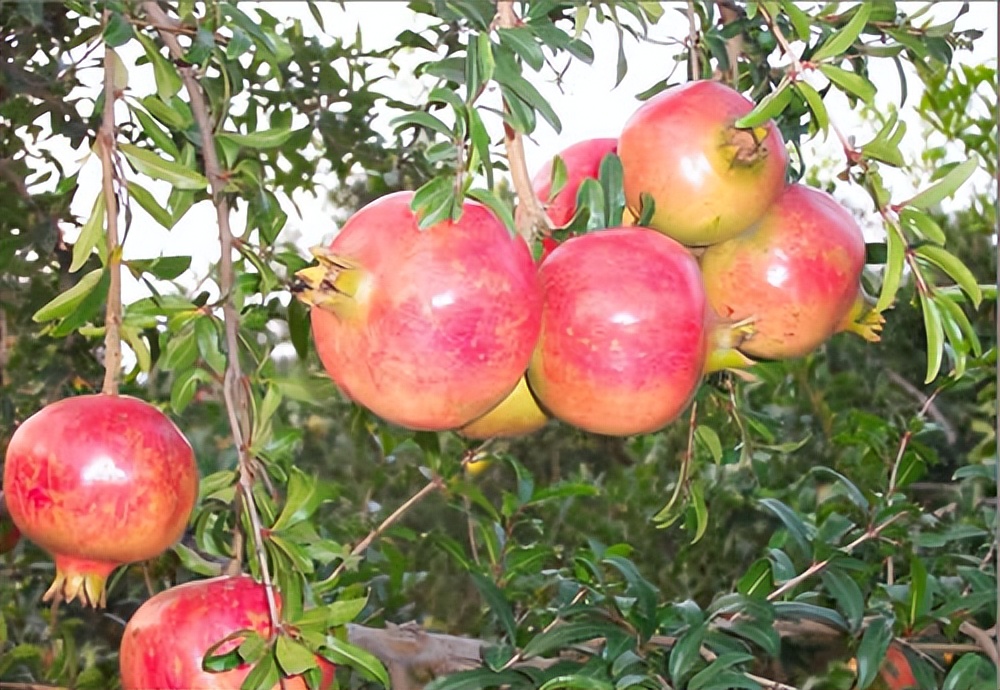 软籽石榴钾高吗,无籽石榴含钾高吗