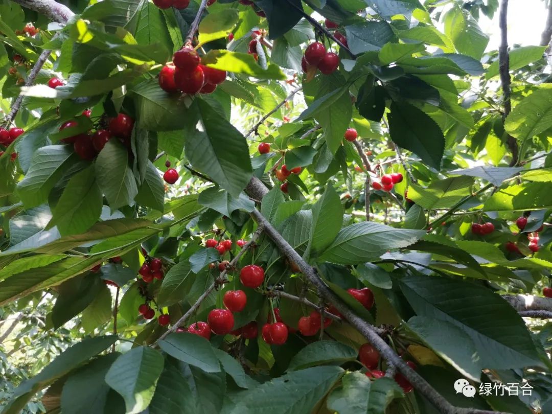 又是一个樱桃红的季节,樱桃红游玩攻略