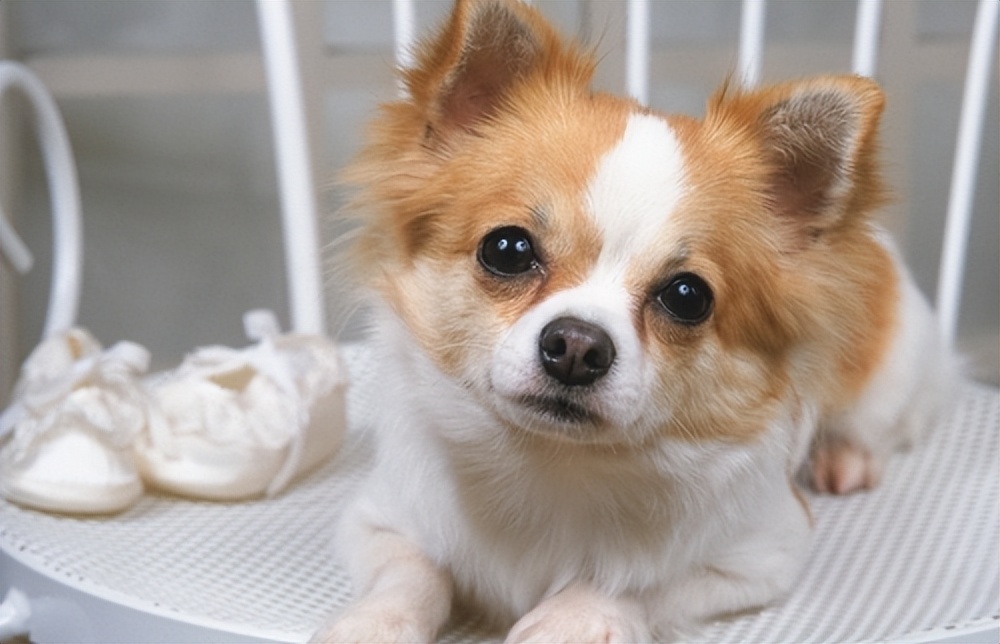 六种最常见的狗狗图片和名字,12种超惹人喜爱的狗狗你认识几种