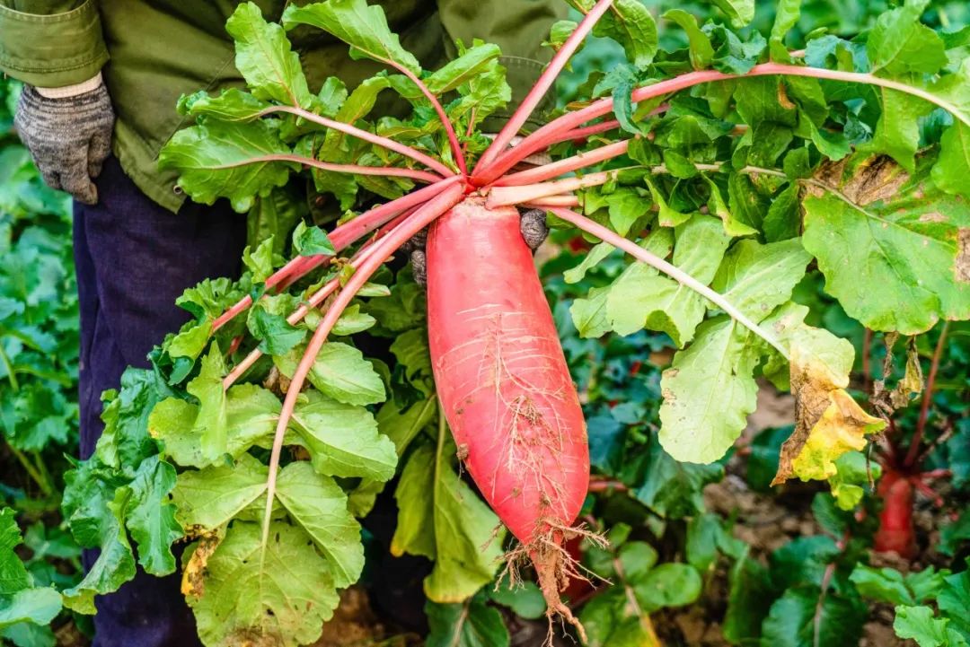 有颜值有内涵人居环境,有颜有格调有料有品质