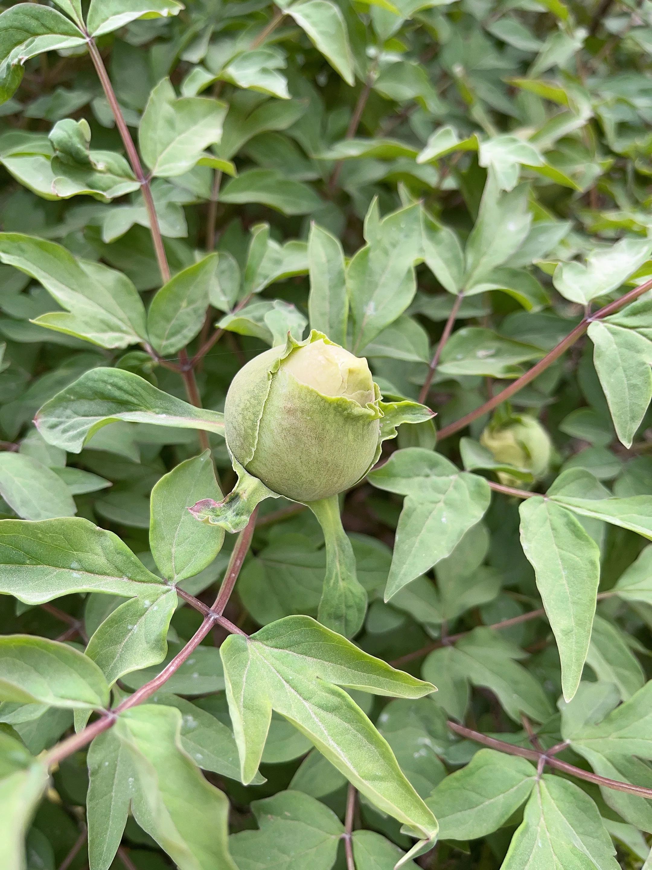 年年盼等海棠开忽然一日都海棠明媚*光春**花灿烂海棠开后果果红元姆