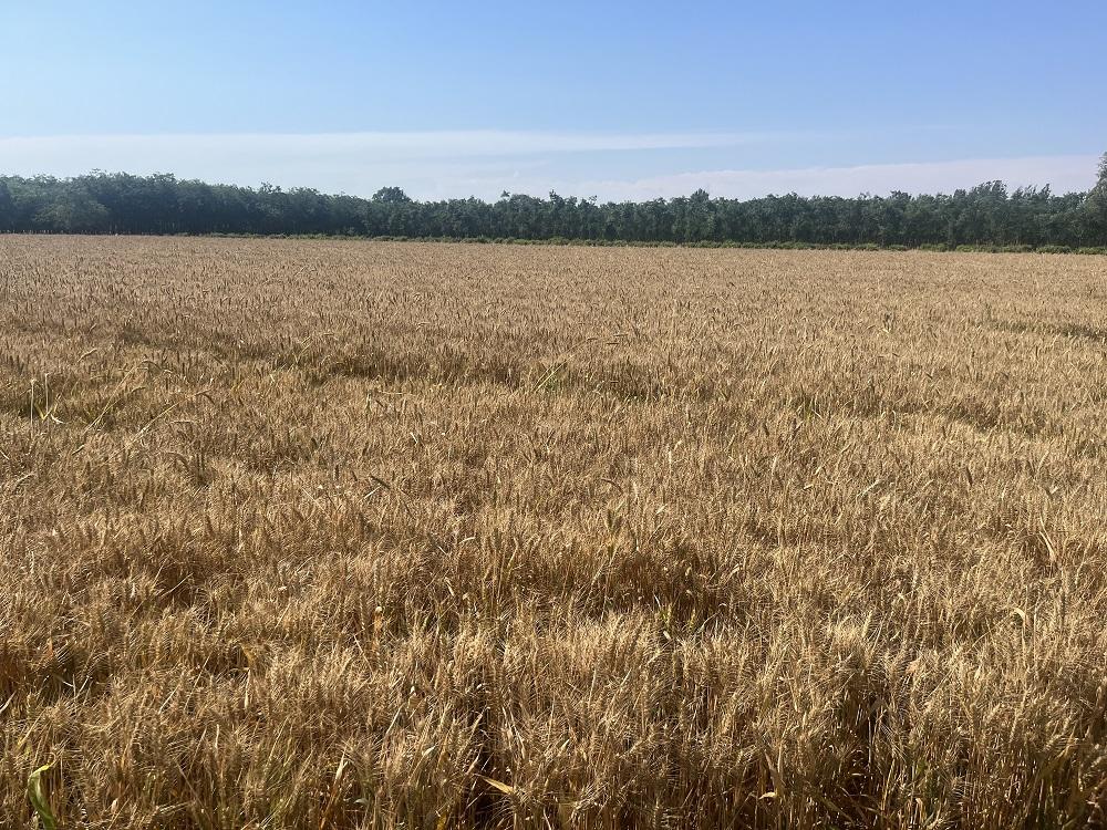 工行金融助力乡村振兴,工行衡水分行金融活水助农增收