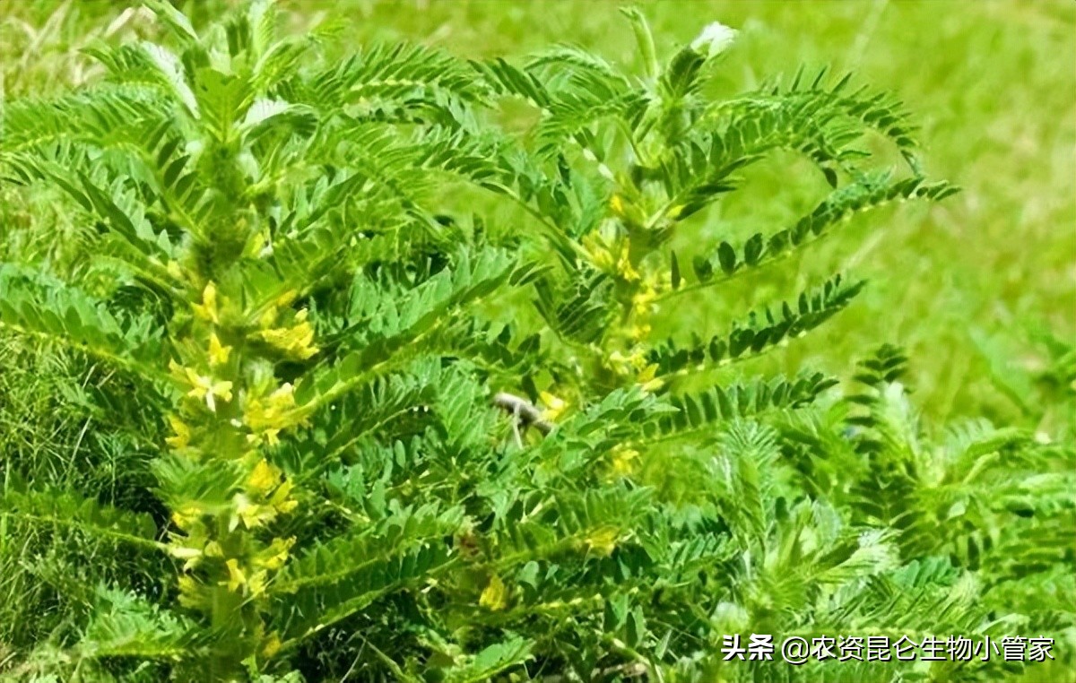 辛硫磷防治根结线虫,辛硫磷防治线虫吗