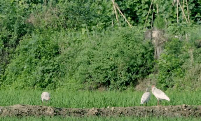 东方宝石朱鹮灭绝了吗,东方宝石朱鹮吃什么