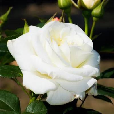 白玫瑰和红玫瑰的区别,红玫瑰与白玫瑰黄玫瑰